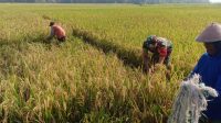 Babinsa Posramil Gerih Dampingi Petani Panen Padi Di Wilayah Binaannya
