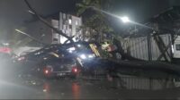 Pohon Tumbang di Kalideres, Jalan Husein Sastranegara Lumpuh Total hingga Rawa Bokor.