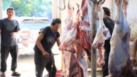 RPH Bayur Kota Tangerang Layani Pemotongan 45 Sapi Kurban pada Iduladha 1447 H