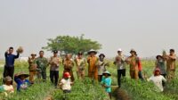 Pemkab Serang Panen Raya Bawang Merah Program Ratu Tani Bahagia